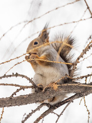 Wall Mural - The squirrel with nut sits on tree in the winter or late autumn