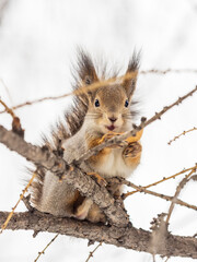 Wall Mural - The squirrel with nut sits on tree in the winter or late autumn