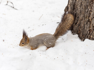 Wall Mural - The squirrel in winter sits on white snow.