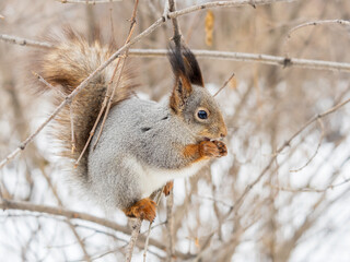 Wall Mural - The squirrel with nut sits on tree in the winter or late autumn