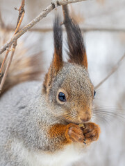 Wall Mural - The squirrel with nut sits on tree in the winter or late autumn