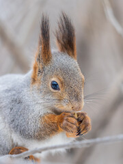 Wall Mural - The squirrel with nut sits on tree in the winter or late autumn