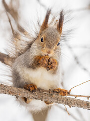 Wall Mural - The squirrel with nut sits on tree in the winter or late autumn