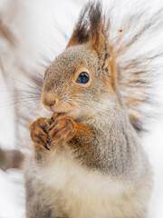 Wall Mural - The squirrel with nut sits on tree in the winter or late autumn