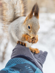 Wall Mural - Squirrel eats nuts from a man's hand. Caring for animals in winter or autumn.