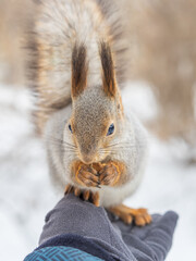 Wall Mural - Squirrel eats nuts from a man's hand. Caring for animals in winter or autumn.