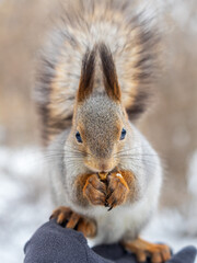 Wall Mural - Squirrel eats nuts from a man's hand. Caring for animals in winter or autumn.