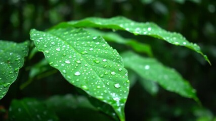 Wall Mural - Shallow depth of field close-up tracking shot of vibrant jungle leaves glistening after rain tracking shot, eco-friendly, natural