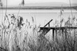 © si2016ab - Old landing pier behind reeds on a lake with backlight, black and white photo, Europe