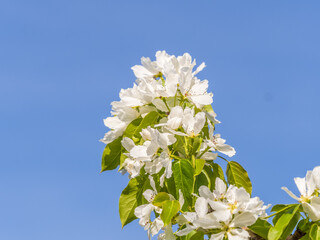 Wall Mural - apple tree branches with white flowers on a background of blue clear sky.