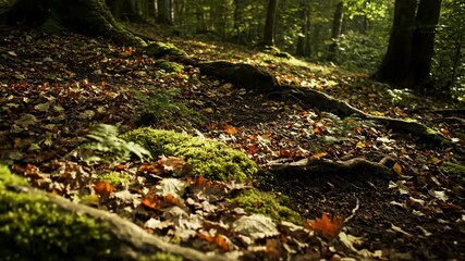 Poster - Deep forest floor with rich, dark earth covered in moss and fallen leaves, dappled light growth, meditation, nature