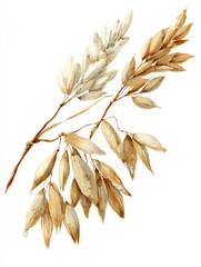 Watercolor Illustration of Fresh Oat Stems: Botanical Drawing on White Background
