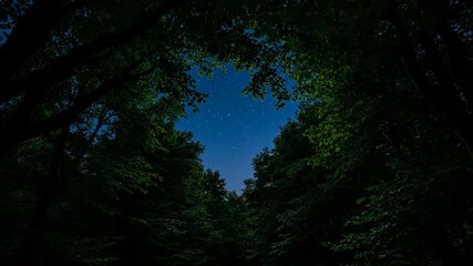 Wall Mural - Ethereal forest canopy darkening from vibrant dusk to deep tranquil night, a serene nature timelapse outdoors, shadows, wilderness