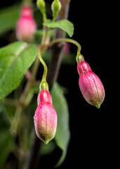 Wall Mural - Fuchsia Blossoms with a Dark and Moody Backdrop