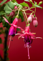 Wall Mural - Bright Fuchsia Flowers Against a Red Background