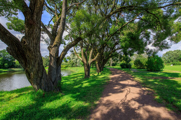 Wall Mural - Path runs through a park with trees on either side