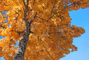 Wall Mural - beautiful vibrant yellow maple tree with leaves illuminated by sunlight on clear blur sky background in autumn