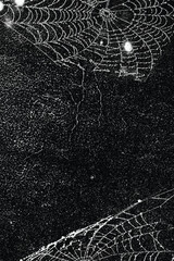 Wall Mural - Spider web isolated on black grunge background. Cobweb frame. Halloween party. Texture of spider web. Halloween decoration. Gothic style	
