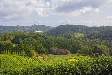 Wall Mural - This is a green tea field in Boseong, Korea.