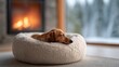 © olga_demina - Adorable dachshund dog enjoying a warm and peaceful nap in a soft bed, finding deep relaxation and comfort by a glowing a fireplace during the chilly winter season