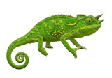 Green Jackson s chameleon isolated PNG, a reptile with three horns on transparent background Detailed skin texture, exotic pet for design use