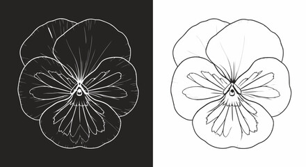 Wall Mural - Elegant line art drawing of a pansy flower in silhouette on black and white backgrounds