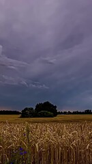 Wall Mural - Timelapse of dry rural wheat field under shifting clouds and changing sunlight in open plain, vertical