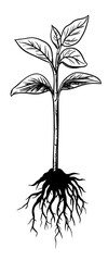 A plant with leaves and stem is depicted in a simple black and white silhouette on a white background