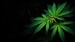 © Mykola - Marijuana Plant Background. Cannabis Sativa Leaves in Natural Wild Plant Farm