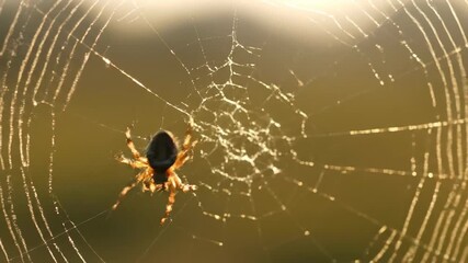 ﻿A spider meticulously weaves its intricate web at dawn, capturing the morning light with delicate precision morning light, survival, intricate