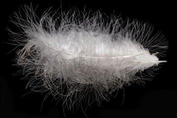 Wall Mural - A feather is shown on a black background