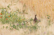 © Martin Grimm - Grey Partridge (Perdix perdix) female foraging in colourful blooming wildflower field margin in farmland, Hesse, Germany