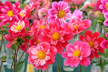 Wall Mural - Pink Collarette dahlias in flower.
