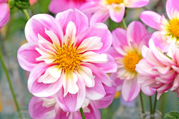 Wall Mural - Pink Collarette dahlias in flower.