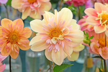 Wall Mural - Carol Pink Collarette dahlias in flower.