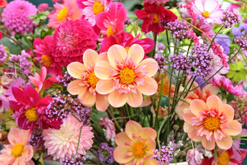 Wall Mural - Coral Pink Collarette dahlias in flower.