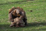 Samica i samiec wielkiego żółwia kopulują na trawniku