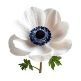 Isolated close-up of a single anemone flower. Bright white petals surround a dark blue and black center. Green leaves and a brown stem complete the floral arrangement against a black background