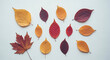 © DhanaStudio - Variety of colorful autumn leaves arranged on a white background