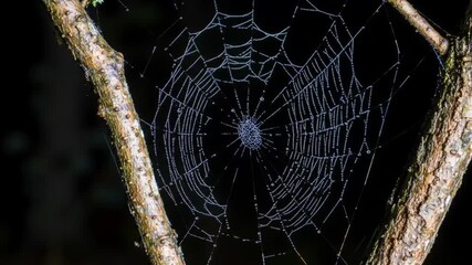 Spiderweb glistens with dew drops between branches in the dark forest, creating a delicate and intricate pattern in the early morning light.
