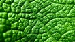 © MaryClaire - A macro shot of a green leaf surface showing its rich texture and intricate patterns of natural ridges and veins under bright light.