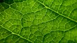 © MaryClaire - A macro photograph of a green leaf showing its detailed vein structure illuminated by sunlight, highlighting its natural patterns and texture.