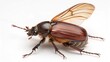 © Alper - May Beetle with shiny brown exoskeleton, segmented body, and delicate wings, isolated on a clean white studio background, realistic scarab insect macro portrait, sharp focus, professional lighting