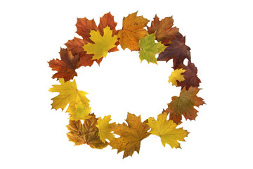 Wall Mural - maple leaves colorful forming a circle like acrown  isolated on white background