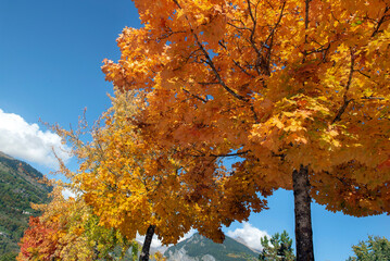 Wall Mural - several beautiful vibrant colors of maple trees with leaves illuminated by sunlight with mountain background