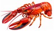 © Dave - lobster isolated on white