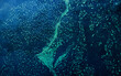 © Artem - Abstract pattern of glowing bioluminescence creating a vibrant texture in dark blue water, showing an illuminated plankton bloom spreading