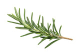 Isolated rosemary sprig, a fragrant herb for culinary dishes and essential oils, simple ingredient