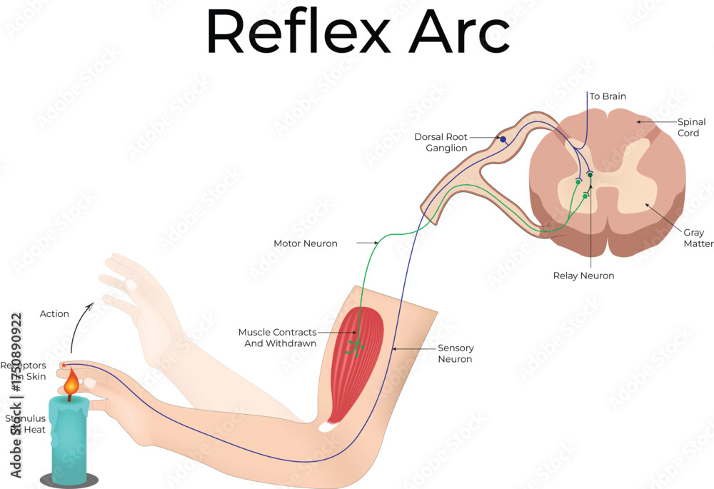 Normal Reflex Arc Human Reflex Arc Pathway Diagram Stock Vector | Adobe Stock