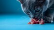 © Benjarin - Adorable Gray Cat Enjoying Fresh Meat Snack on Blue Background